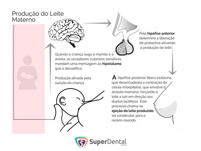 A importância da amamentação para a produção de leite - Bebé da Mamã ...